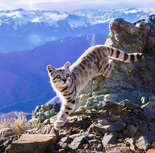 保护珍稀虎猫，别让它在地球上消失（虎猫图片100张）