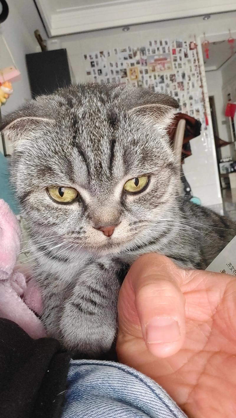 警惕！小猫耳朵耷拉不一定是折耳猫，基因检测最准确！（耳朵小就是折耳猫吗）