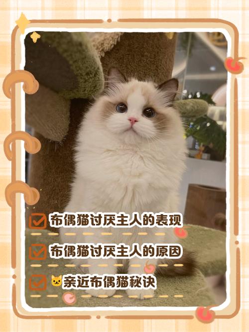 布偶猫嫉妒？蹭脸搞破坏？（布偶猫会妒忌吗）