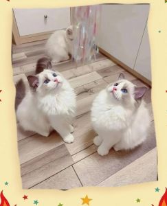 聪明花费少（布偶猫可以穷养吗）
