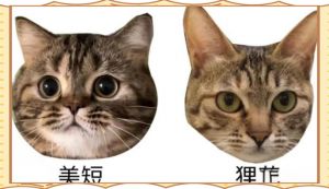 性格外貌大不同（美国短毛猫和狸花猫）