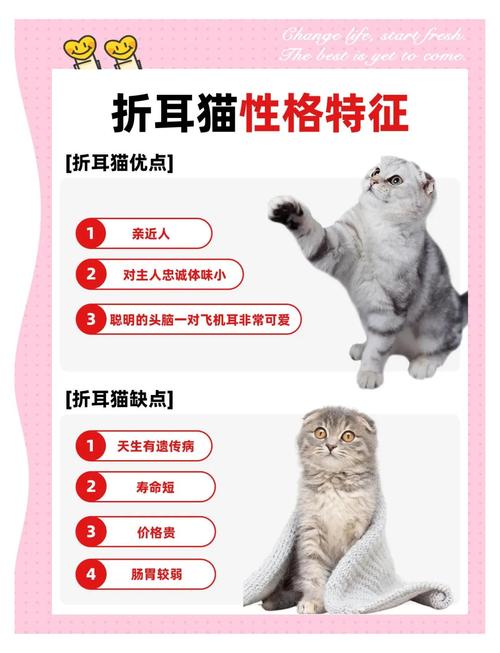 折耳猫敏感易惊，喂食需注意，细养更健康（折耳猫最怕三个东西）