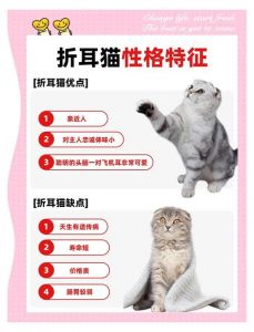 折耳猫敏感易惊，喂食需注意，细养更健康（折耳猫最怕三个东西）