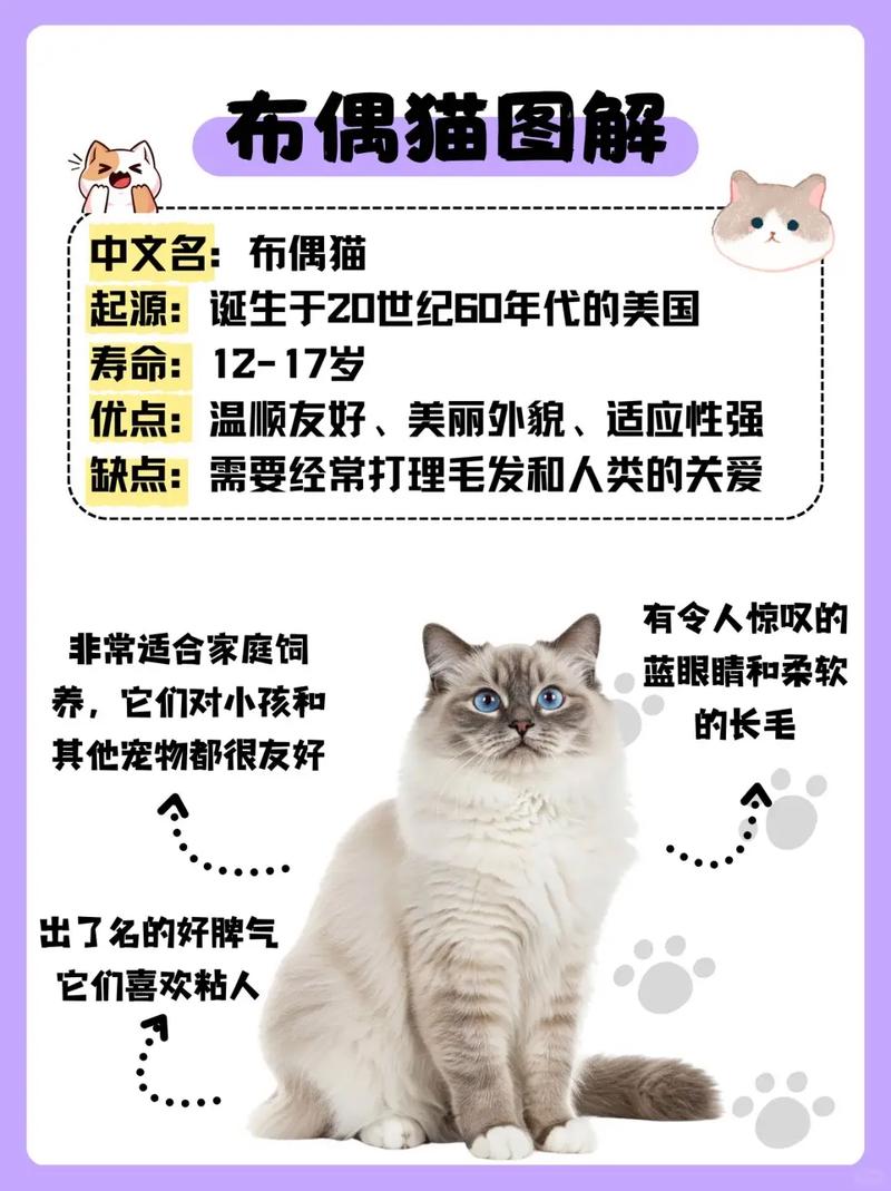 稳定爱环境，耐心建信任（布偶猫一生认几个主人）