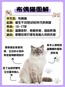 稳定爱环境，耐心建信任（布偶猫一生认几个主人）