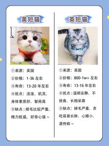 萌胖可爱，性格温顺（英短猫和英短有什么区别）