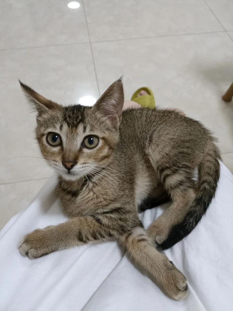 罕见三花公猫，概率千分之一（三花猫生下的公猫是什么颜色）