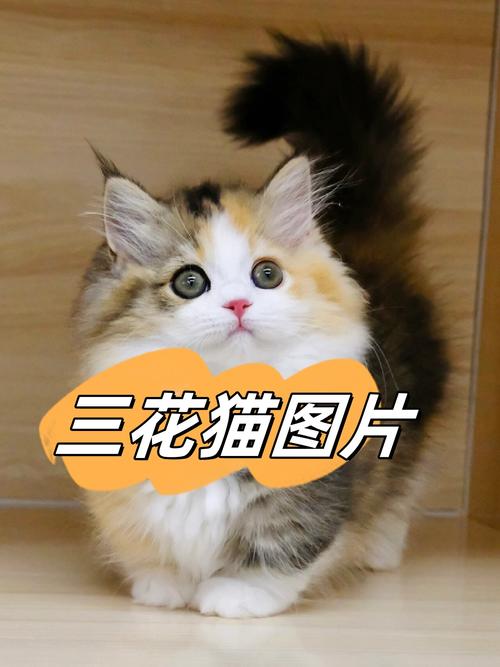 后悔养三花猫？缺点多性格闹人（三花猫图片大全大图）