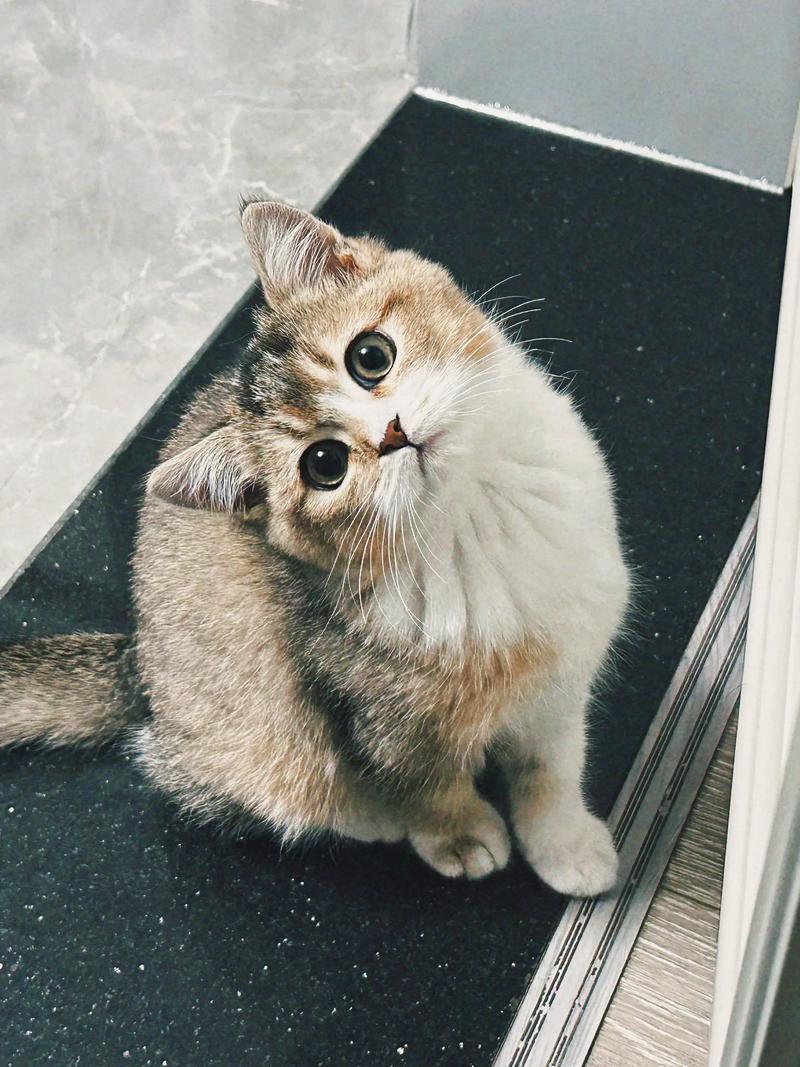 AI生成小猫图，DCGAN技术解析（生成小猫的一张图片）