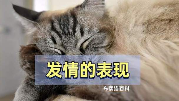 布偶猫发情几天？配种看时机，别强求（布偶猫发情第几天配最优）