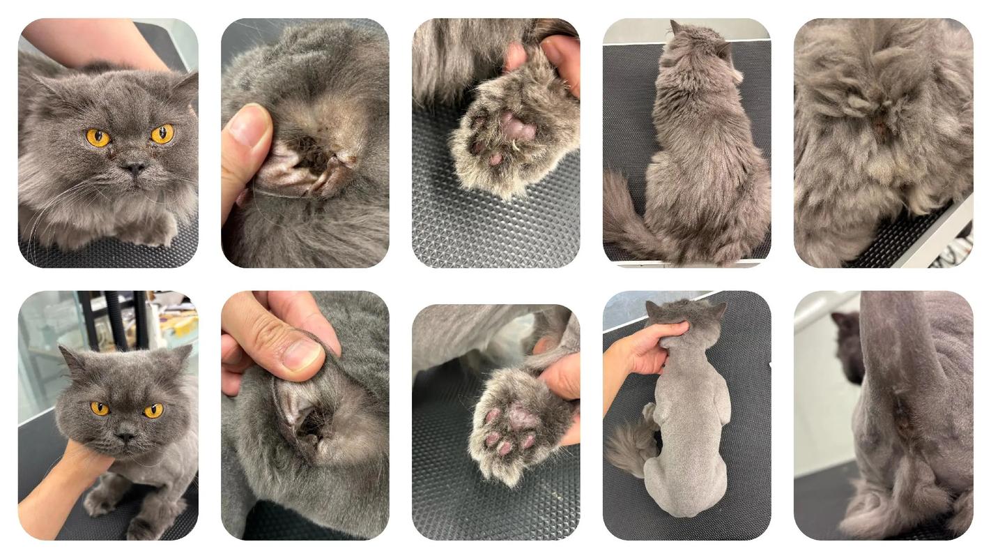 猫咪洗澡再剃毛？费用因地因店，专业护理更放心！（猫剃毛不洗澡多少钱）
