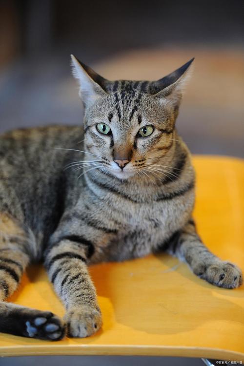 优雅光泽，性格独立又依赖（成年虎斑猫图片）