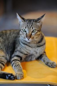 优雅光泽，性格独立又依赖（成年虎斑猫图片）