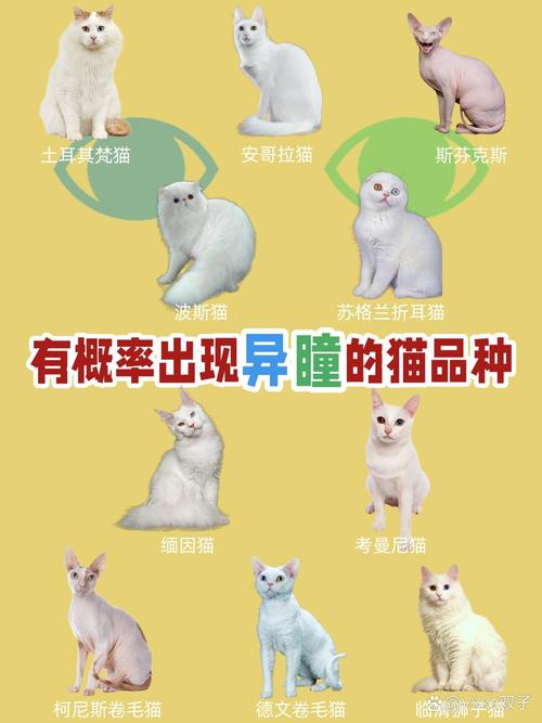 异瞳猫价格600-3000元，选对卖家很重要！（猫异瞳多少钱一只）