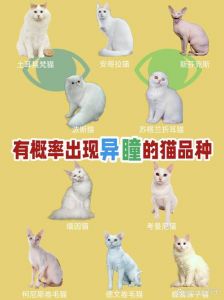 异瞳猫价格600-3000元，选对卖家很重要！（猫异瞳多少钱一只）