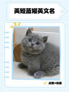 英短折耳猫寿命短骨病风险高（英短折耳蓝猫能活几年）