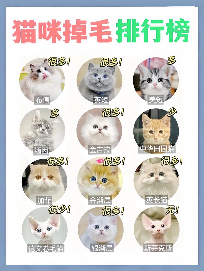无毛猫掉毛少，选对省心养（最不掉毛的猫猫排行榜）