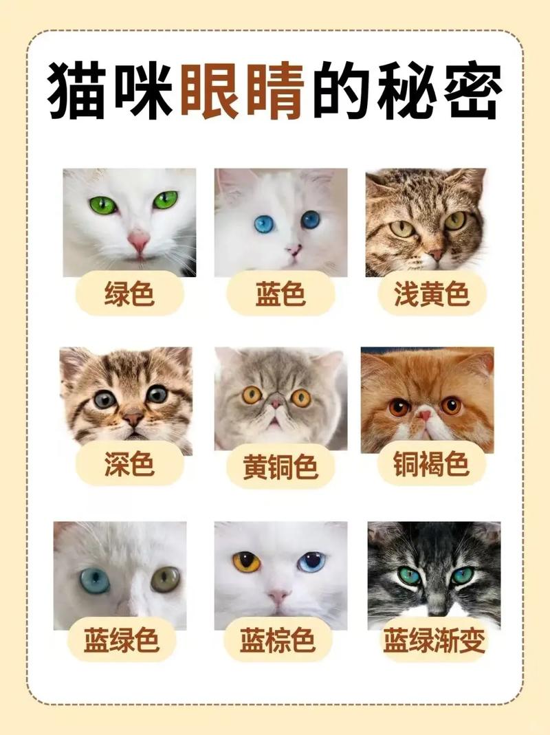 遗传突变致双色瞳，独特魅力成网红（眼睛一蓝一红的猫咪图片对比）