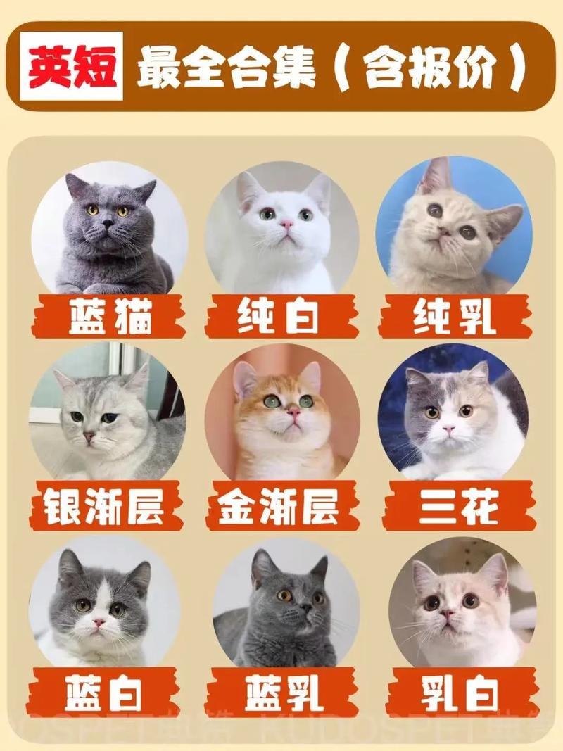 可爱却费心，养前请三思！（英短猫为什么不建议养）