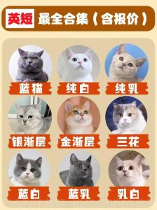 短毛猫好养性格好，优雅活泼超可爱！（短毛猫品种及图片）