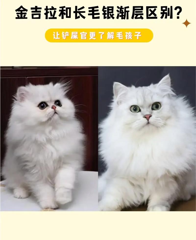优雅高贵，温顺亲人，适合家庭（波斯猫金吉拉色系有哪些）