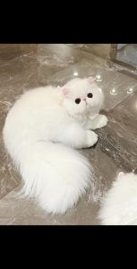 温和稳重，家庭好伙伴（波斯猫照片实拍）