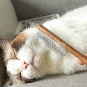 短毛猫梳毛用排梳，不伤皮肤去浮毛（短毛猫梳毛可以用排梳吗）