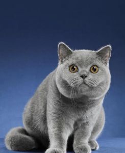 网红短腿猫Munji三角坐姿走红，治愈系萌猫太可爱！（韩国短毛猫图片）