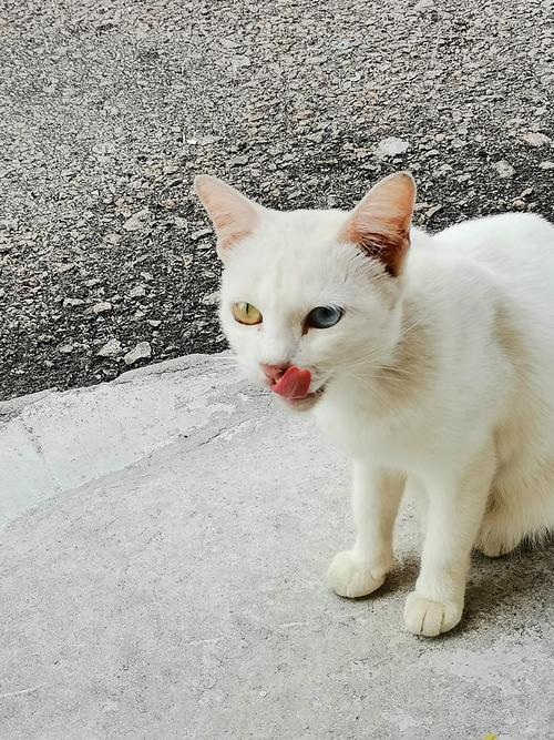 猫咪一只眼蓝一只眼黄，基因突变导致，需关注健康（猫两只眼睛一蓝一黄怎么回事）