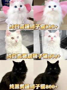 蓝黄异眼，大毛温顺，珍贵稀缺（狮子猫蓝眼睛好还是黄眼睛好）