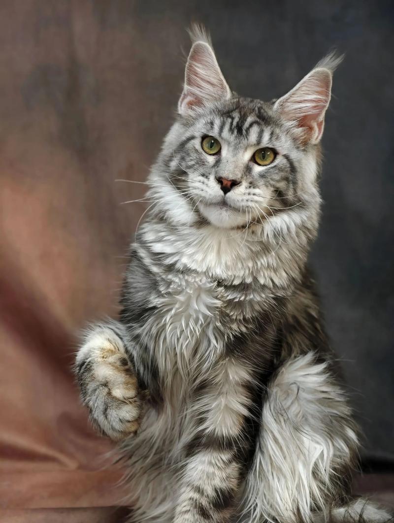 缅因猫超认主人，像影子一样紧随，蹭人睡觉都显忠诚（缅因猫认主人吗）