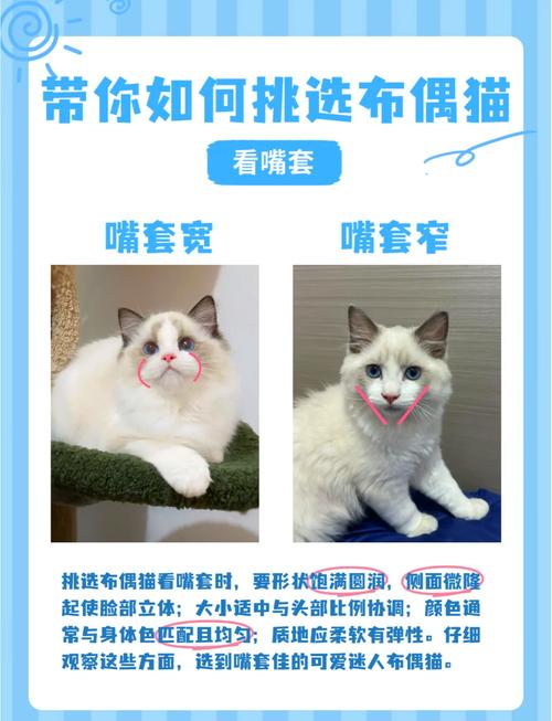 友善粘人敏感的布偶猫，是绝佳伴侣！（布偶猫性格）