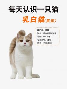 短毛白猫品种多，各有特色，选对适合你的（短毛白猫有什么品种）