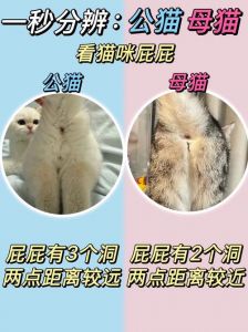 幼猫长毛短毛怎么分？看颈围毛发尾巴！（怎么分辨小猫是长毛猫还是短毛猫）