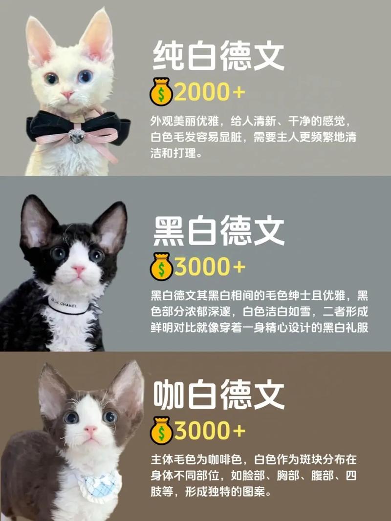 德文猫标准体重4-7公斤，科学喂养防肥胖（德文猫体重对照表月龄）