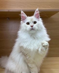 白色猫咪品种多 选健康亲人猫（白色的猫的品种）
