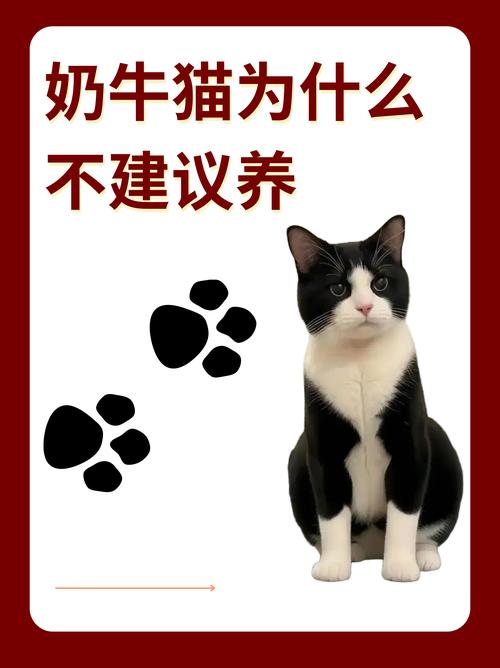 萌但爱捣蛋，高人气也高弃养率（奶牛猫是土猫还是宠物猫）
