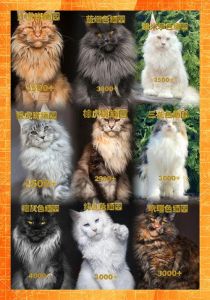 黑脸小腿萌翻天！（缅因猫图片）
