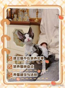 可爱却难养，养前需三思（德文猫为什么不建议养）