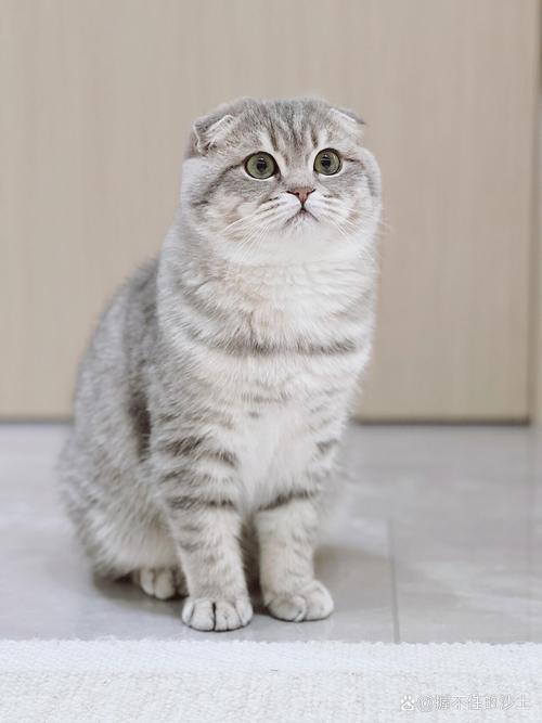 亲情算计与爱恨情仇（重生八零好种田折耳猫）