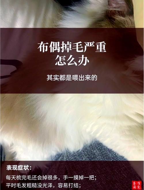布偶猫掉毛多？勤梳饮食清洁，掉毛少（布偶猫怎么才能不掉毛）