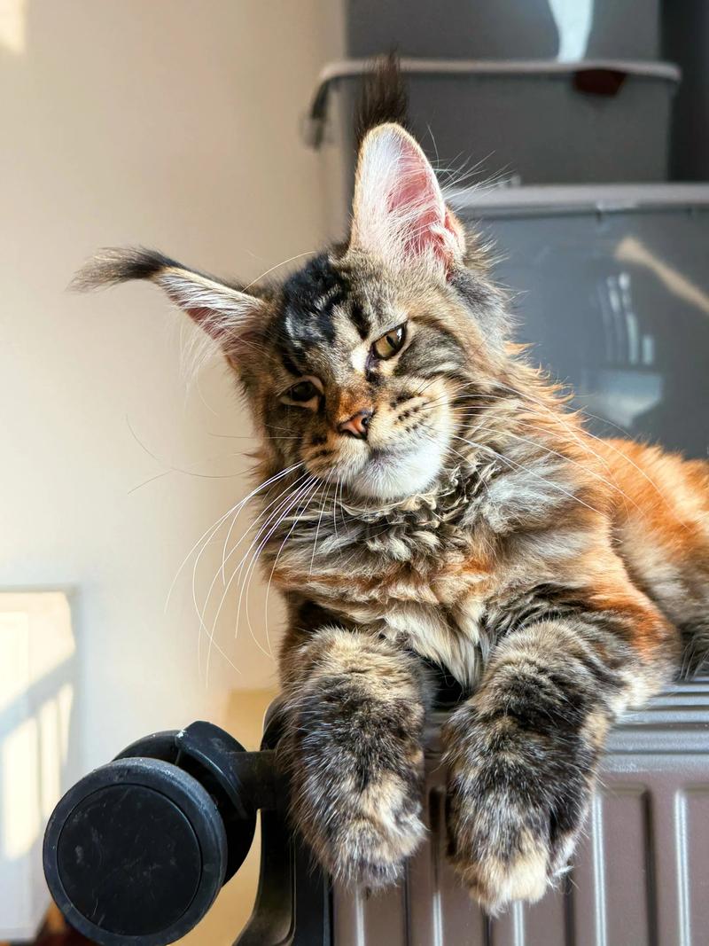 优点与高花费需了解（缅因猫的优缺点）