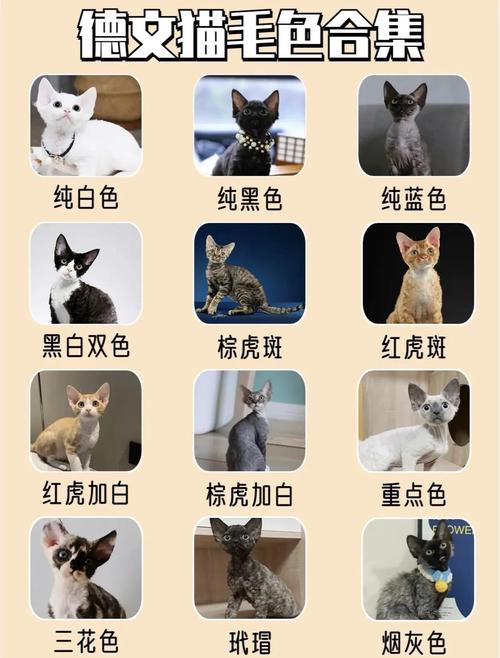 德文猫公母价差及价格参考（德文猫公母哪个贵）