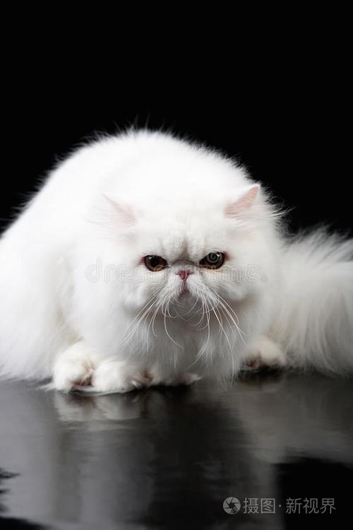 适合家庭但需细心照顾（正宗波斯猫图片）