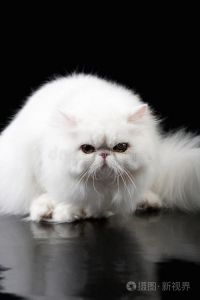 适合家庭但需细心照顾（正宗波斯猫图片）