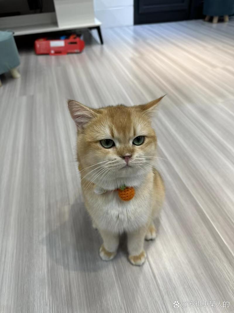 可爱蕾丝项圈，为橘猫增添时尚乐趣！（橘猫戴什么颜色的项圈好看）