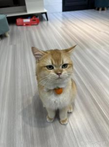 可爱蕾丝项圈，为橘猫增添时尚乐趣！（橘猫戴什么颜色的项圈好看）