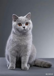 猫咪治愈心灵，带来快乐与陪伴（猫的图片大全大图）