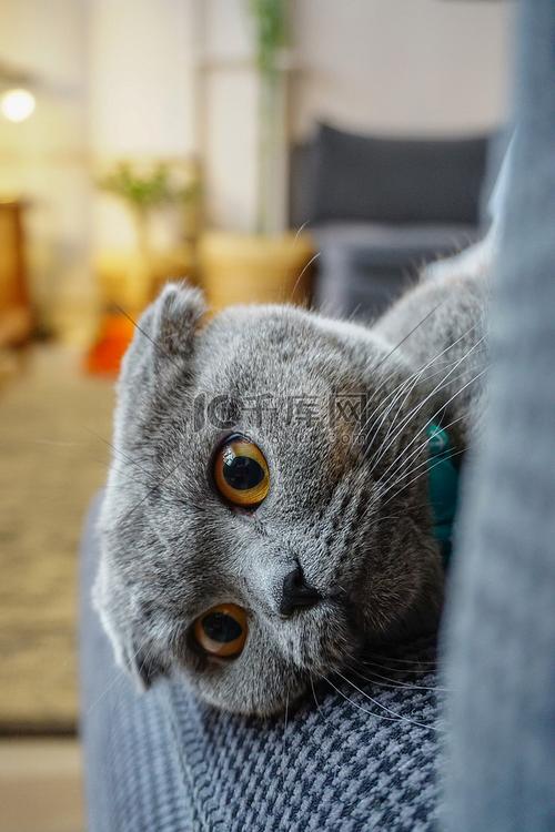 拒绝折耳猫，别让小猫承受天生痛苦！（折耳猫图片）