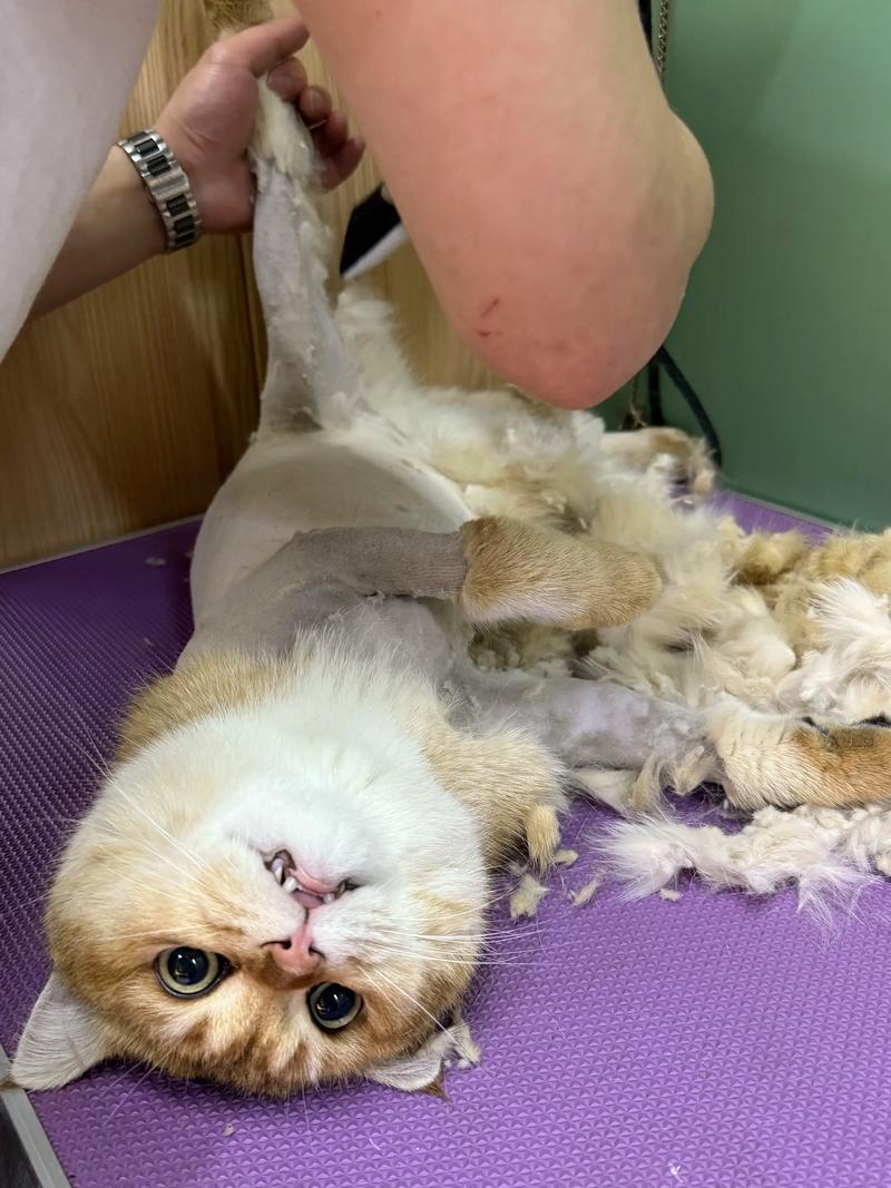 爱恨交织的毛发体验（剃毛后的猫咪图片）